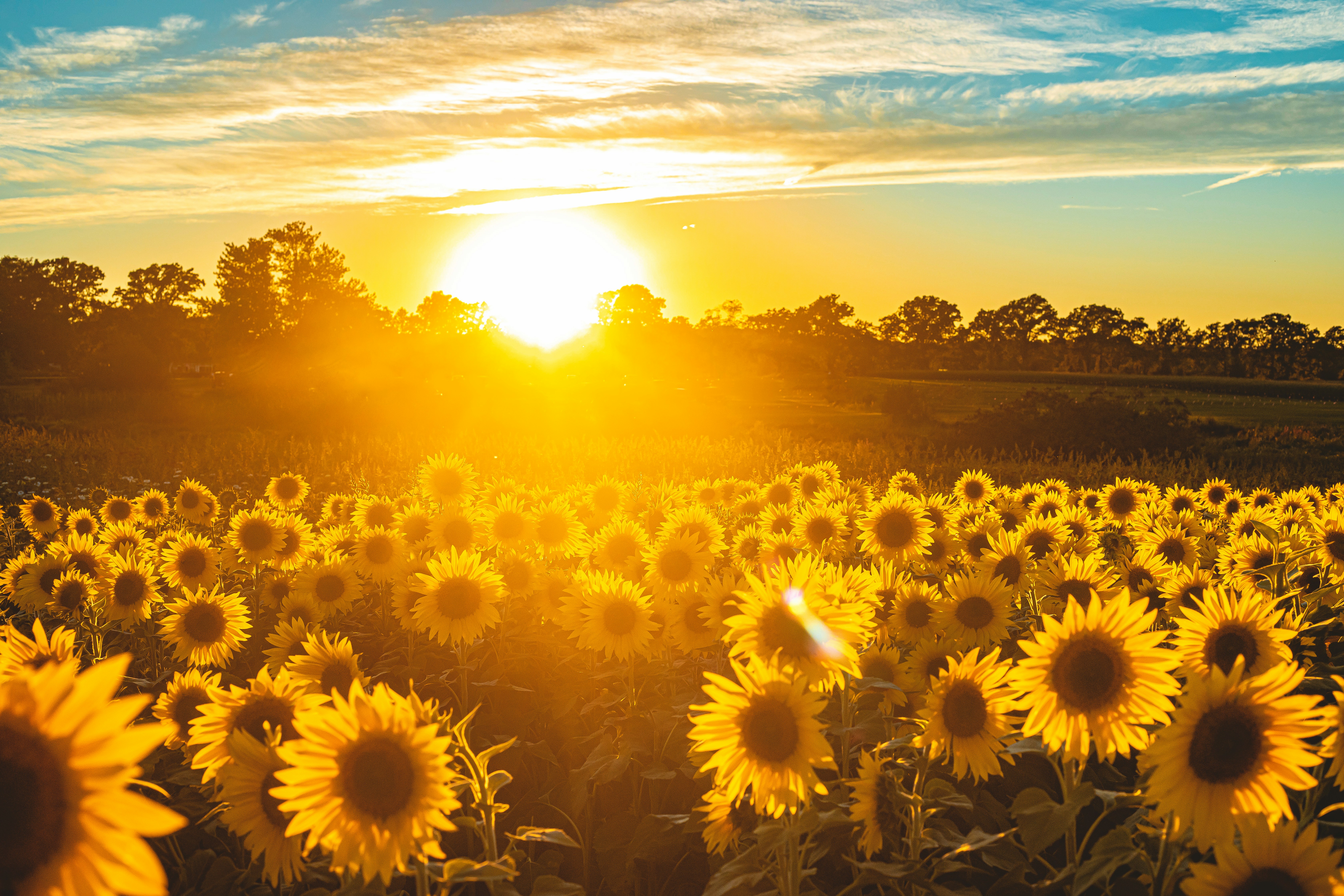 Sonnenblumenfeld im goldenen Abendlicht